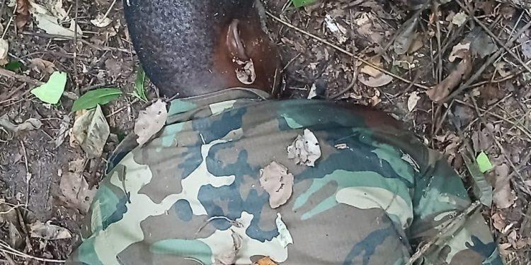 Wildlife Resource Guard Shot Dead by Suspected Poacher at Kakum Forest Reserve